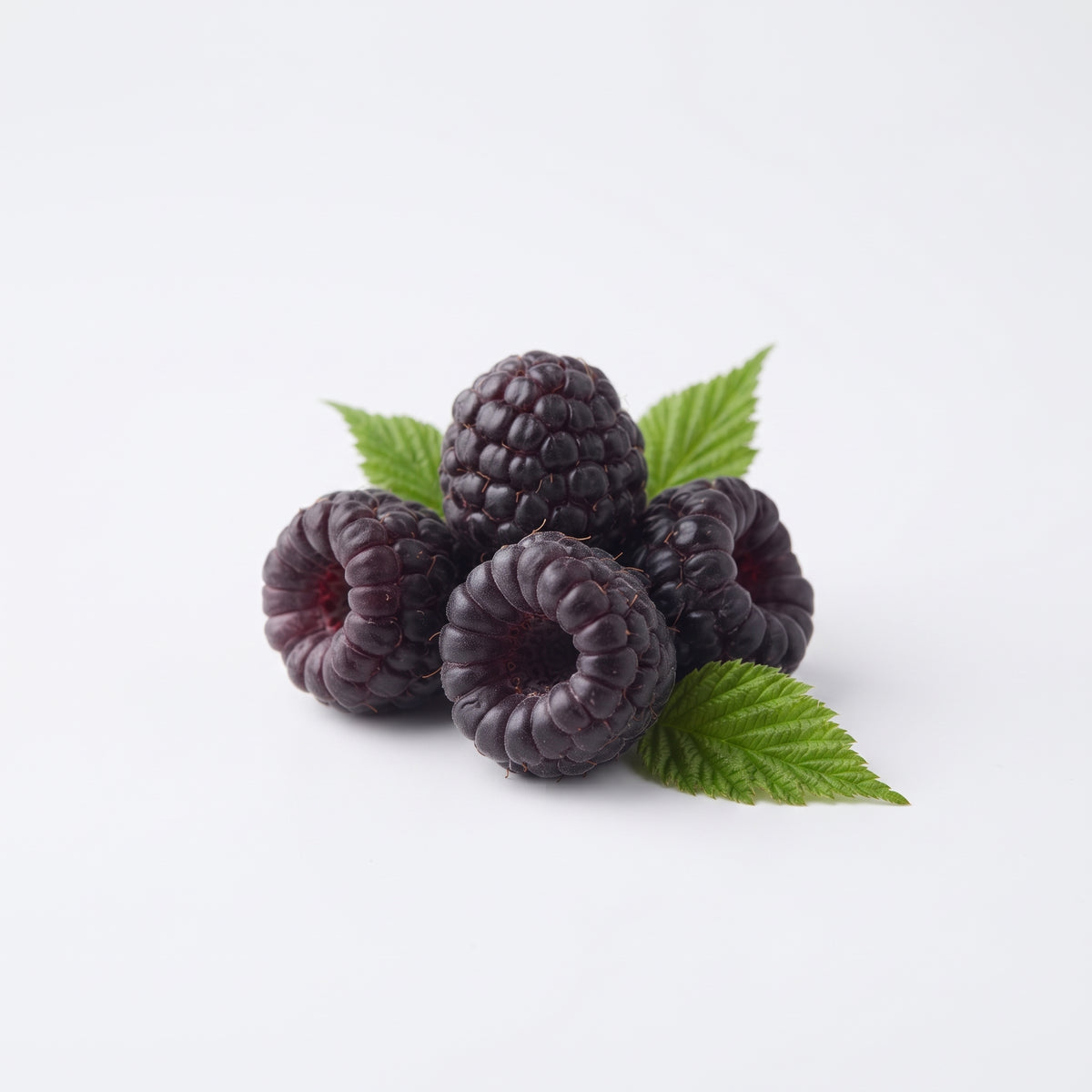 Black Raspberry