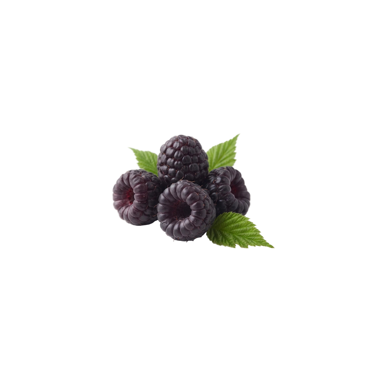 Black Raspberry