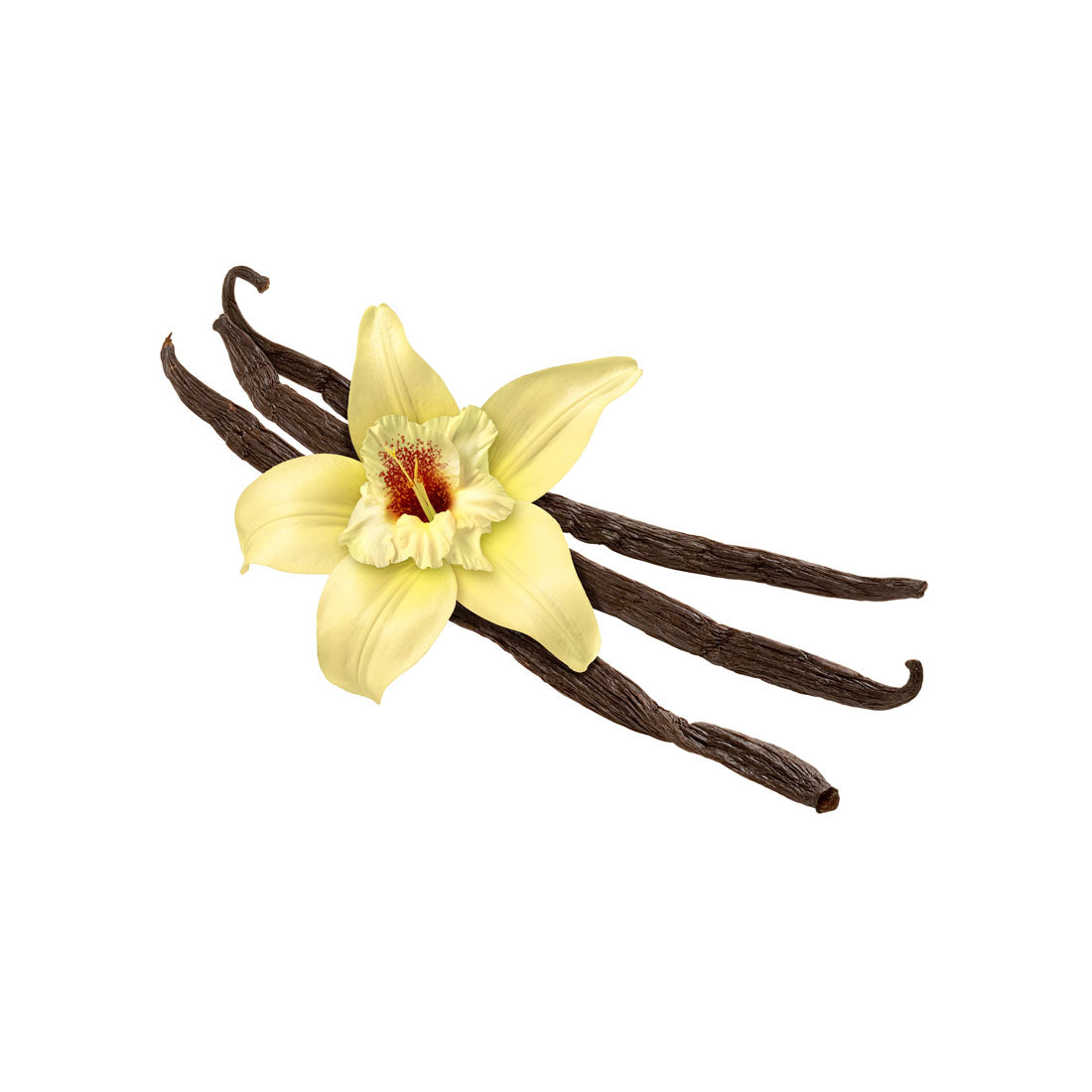 French Vanilla – Capella Flavors