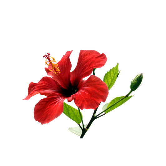 Hibiscus